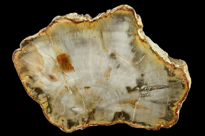 5.1" Petrified Wood (Araucaria) Slab - Madagascar 